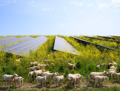 كيف تستفيد المزارع من الطاقة الشمسية؟